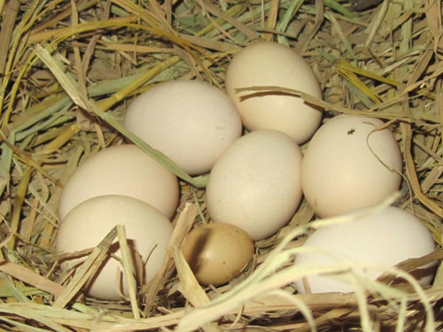 Gà đẻ trứng siêu nhỏ