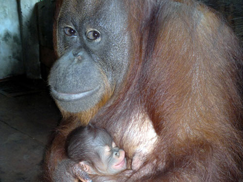 Đười ươi Sumatra sinh con ở Đầm Sen