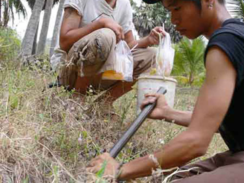 “Săn” bọ cạp chúa