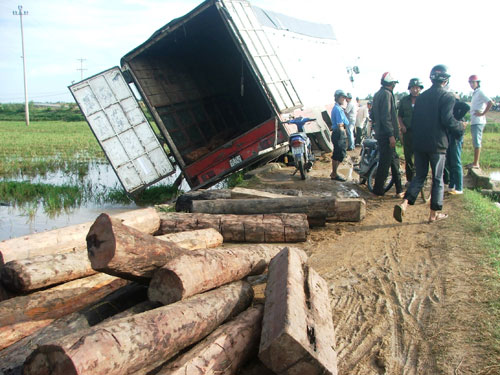 Xe rớt ruộng, lòi gỗ quý