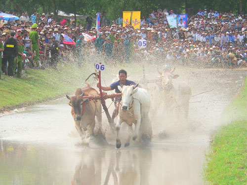 Ngắm khoảnh khắc dậy... bùn ở đường đua bò Bảy Núi
