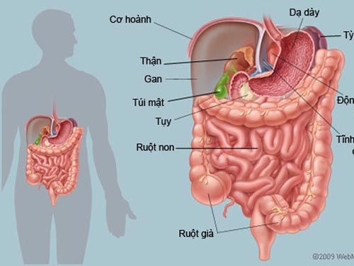Tư vấn về rối loạn tiêu hóa