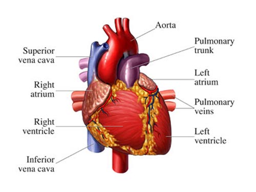 Tim cũng biết nghỉ ngơi