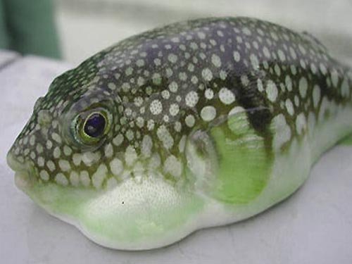 Bị ngộ độc, dân vẫn ăn cá nóc