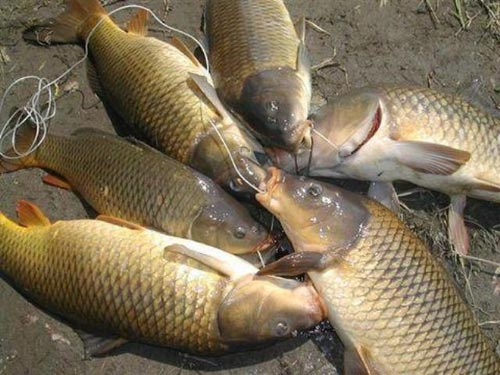 Ăn cá chép sống, sán chui vào thanh quản