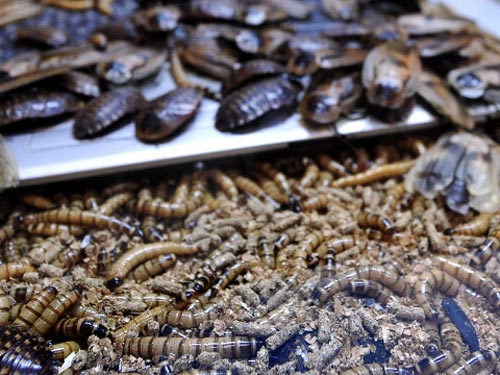 Chết vì ăn quá nhiều sâu bọ