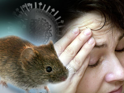 Bệnh nhân nhiễm virus Hanta đã xuất viện