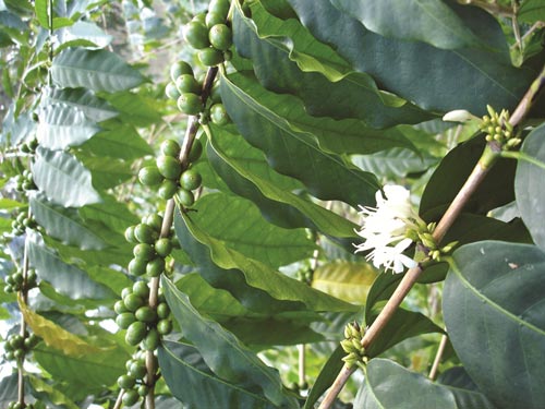 Lá cà phê tốt cho sức khỏe