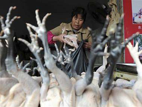 Cúm gia cầm H7N9 có thể lây từ người sang người