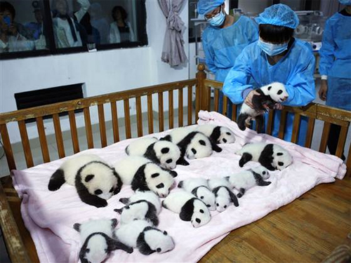 14 gấu trúc con lúc nhúc trong cũi hồng