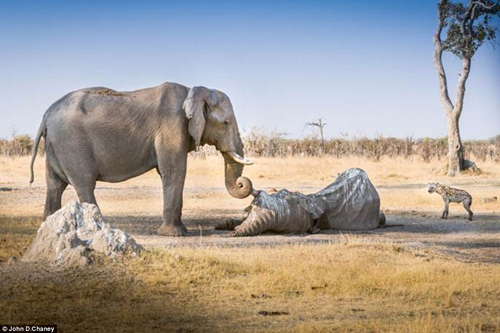 Voi cái ôm ngà voi đực đã chết hàng giờ