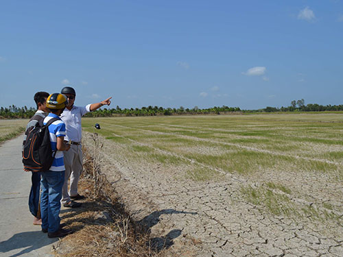 H&agrave;ng trăm ha l&uacute;a mới sạ ở S&oacute;c Trăng sắp bị mất trắng do hạn, mặn Ảnh: THANH SANG