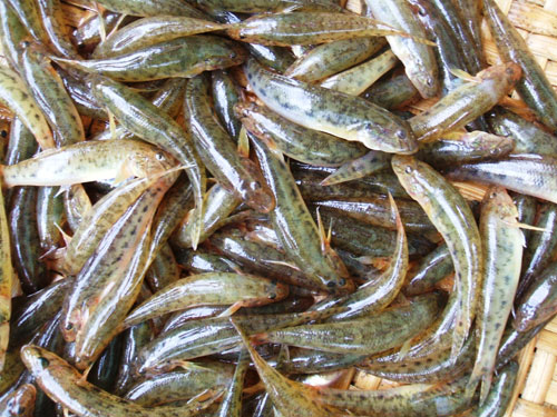 Cá bống Trà giang
