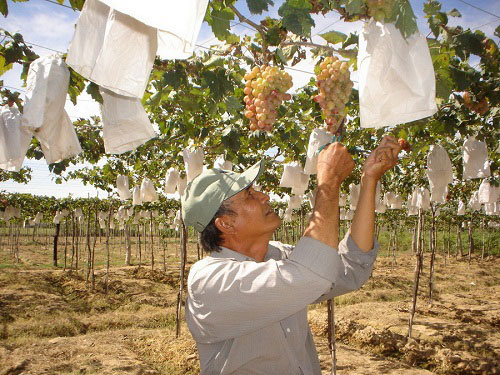 Nho Ninh Thuận được cấp chỉ dẫn địa lý