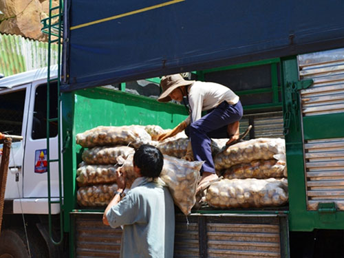 Khoai tây Trung Quốc tìm đường ra chợ