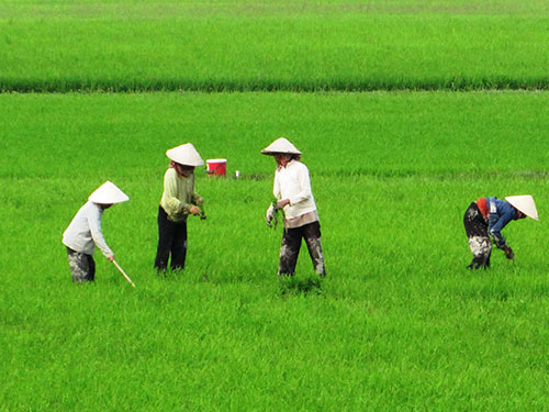 Yên tâm với “cánh đồng liên kết”