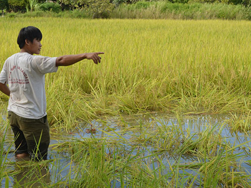 Phá nát "nhà" của voi