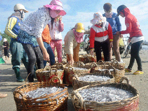 Nghề nước mắm ngắc ngoải vì thương lái Trung Quốc