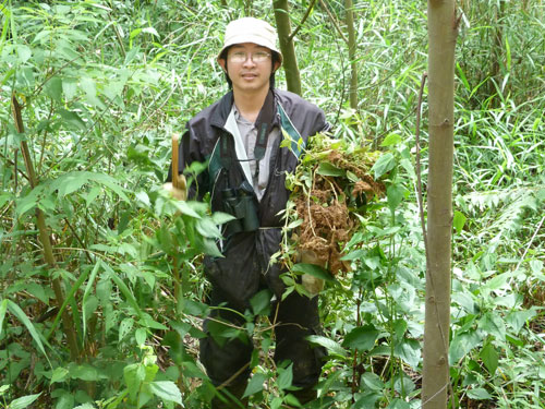 Dược liệu quý hiếm biến mất