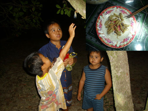 “Đặc sản” ve sầu