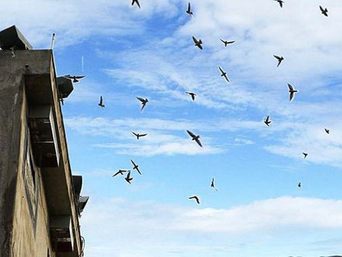 Quản lý nuôi yến: Rối!
