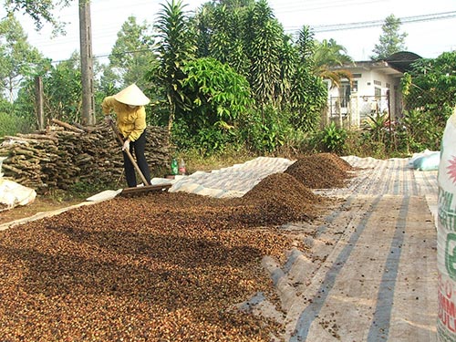 Ngành cà phê đứng trước khó khăn