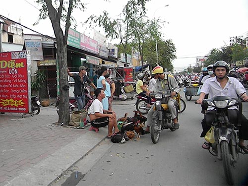Vào mùa cúm gia cầm