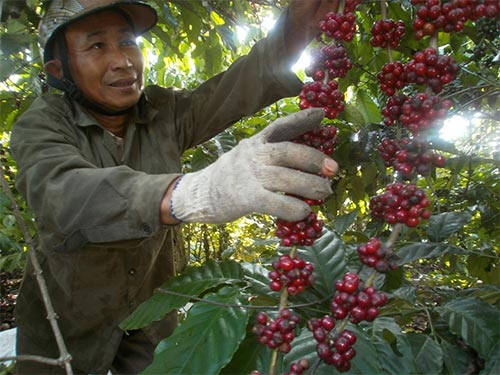 Nguy cơ đổ vỡ ngành cà phê
