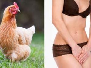 Thịt gà gây nhiễm trùng đường tiết niệu