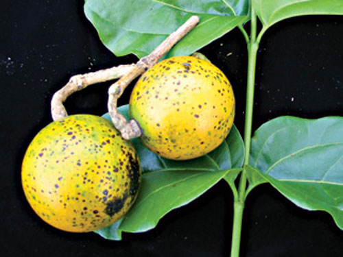 Ngộ độc... trái cây!