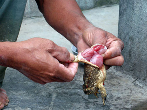 Ăn thịt cóc, hai cha con nguy kịch