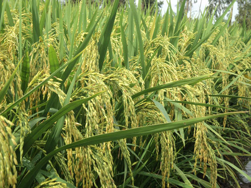 Giống lúa MNR 4 năng suất 9 tấn/ha