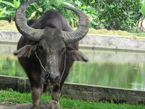 “Trâu điên” húc 3 người trọng thương