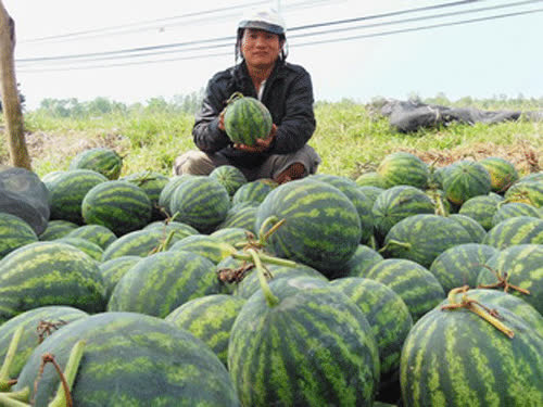 Xuất hiện tin đồn nhảm "ăn dưa hấu chết người"