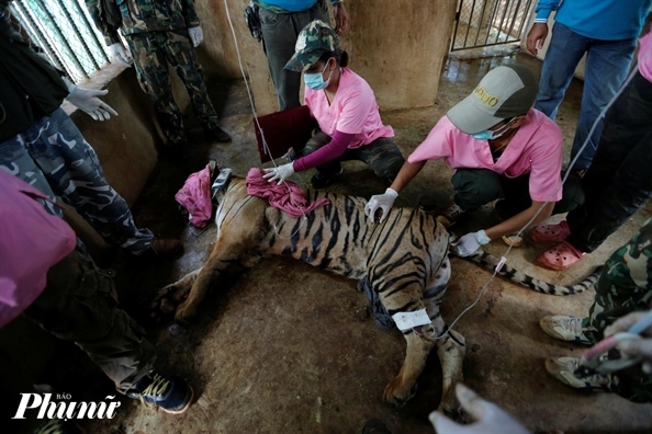 86 con hổ được giải cứu từ Đền Hổ ở Th&aacute;i Lan đ&atilde; chết - Ảnh: Reuters