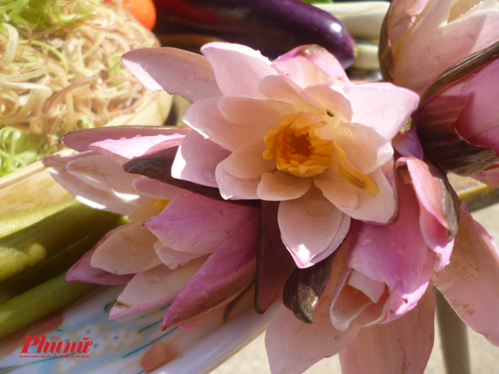 Những cọng s&uacute;ng trắng m&ugrave;a lũ c&oacute; hoa m&agrave;u trắng hoặc t&iacute;m nhạt.