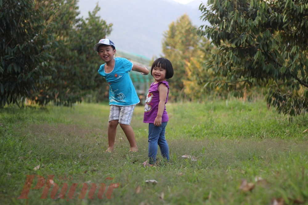 Tại c&aacute;c homestay hay farmstay, ngo&agrave;i kh&ocirc;ng gian rộng tho&aacute;ng, thời gian n&agrave;y, c&aacute;c loại c&acirc;y ăn quả cũng bắt đầu c&oacute; tr&aacute;i ch&iacute;n. Ảnh: Huỳnh Hằng