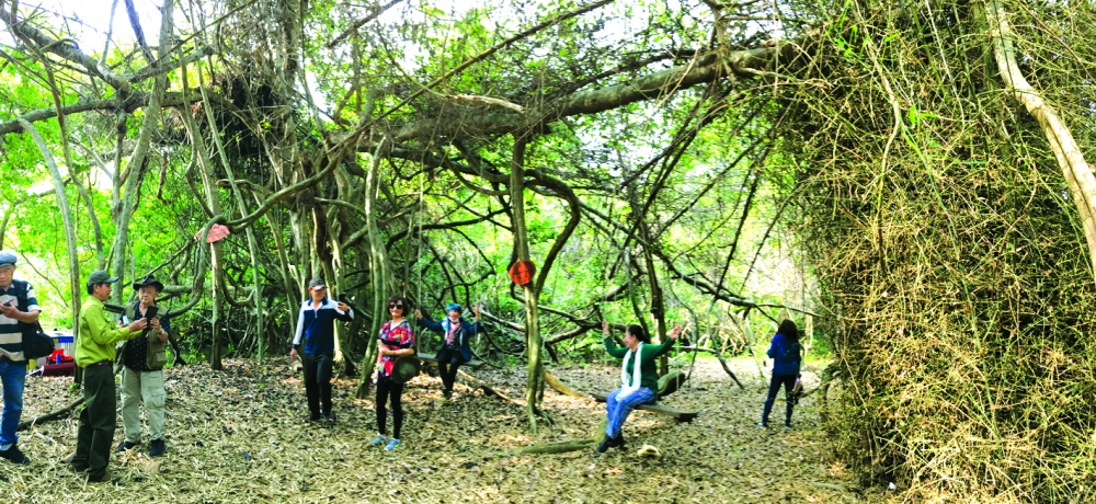 B&ecirc;n gốc gừa cổ thụ