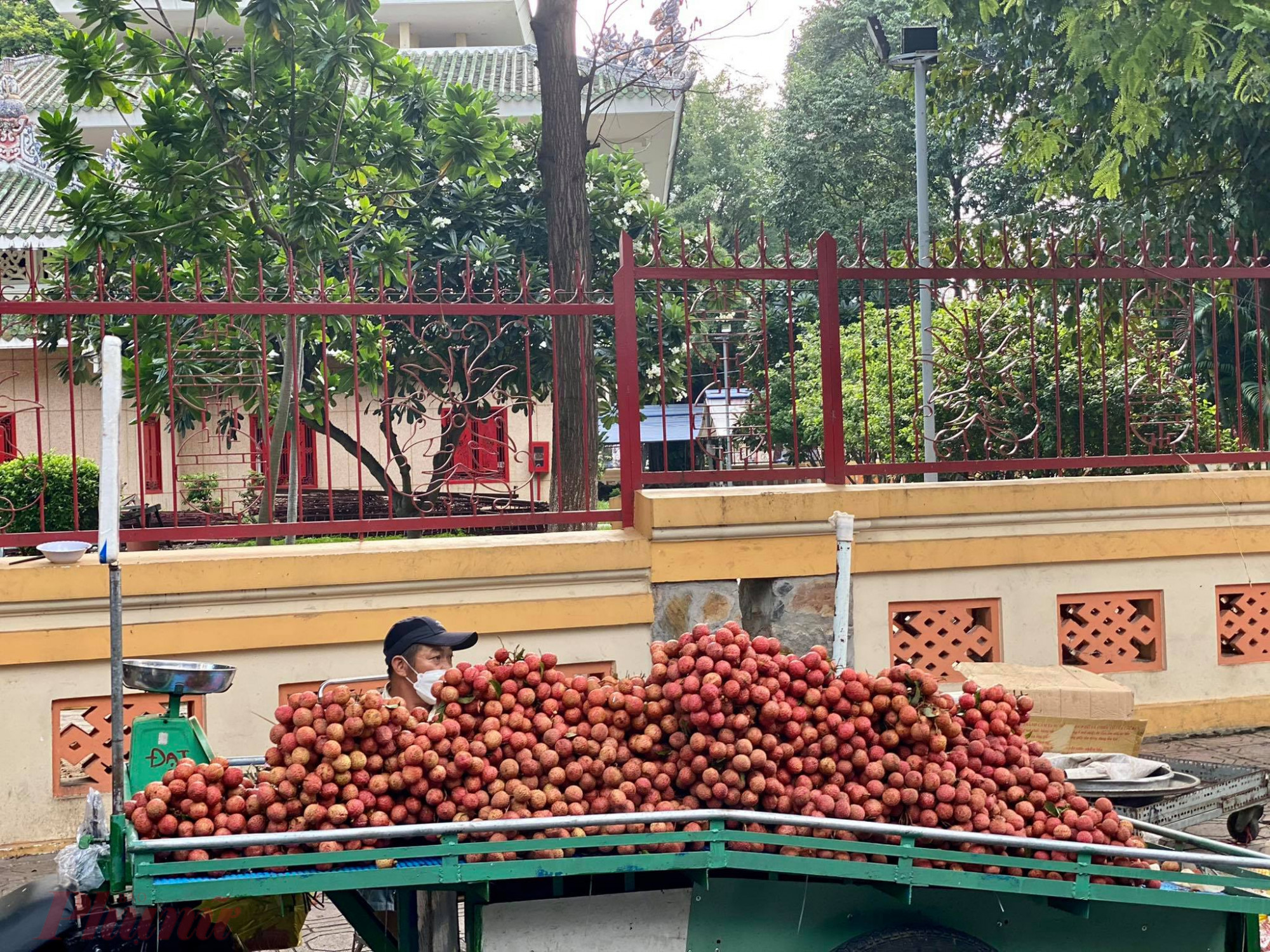 Năm nay vải kh&aacute; rẻ, chỉ dao động 35.000 - 40.000 đồng/k&yacute; (tuỳ c&ograve;n tươi hay hơi h&eacute;o). Song lượng kh&aacute;ch mua cũng kh&aacute; &iacute;t. 