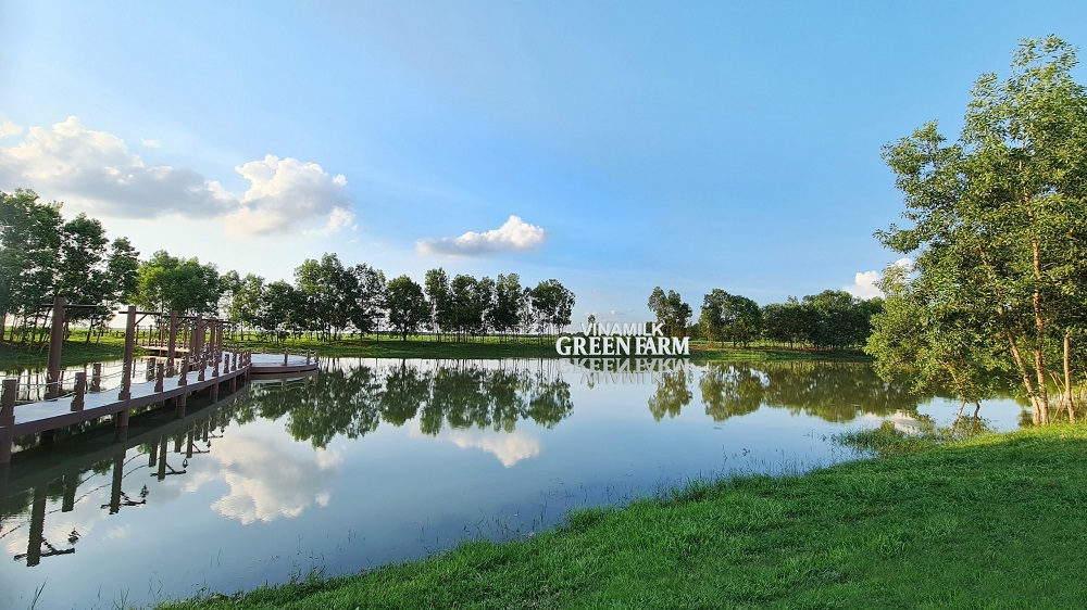 Việc ra mắt hệ thống trang trại sinh th&aacute;i Green Farm th&acirc;n thiện với thi&ecirc;n nhi&ecirc;n, nằm trong chiến lược ph&aacute;t triển bền vững, bảo vệ m&ocirc;i trường của Vinamilk
