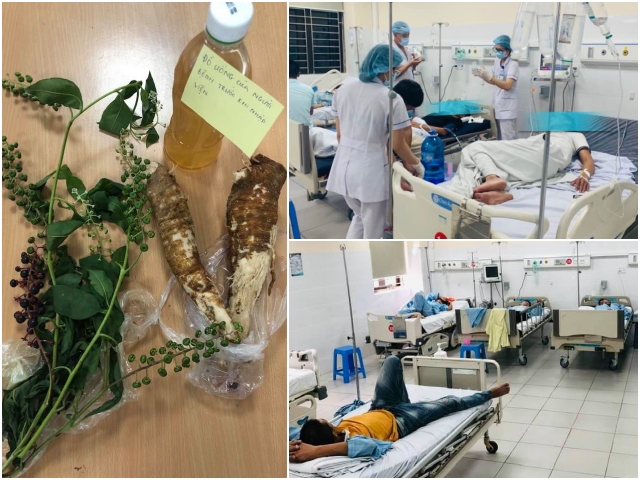 Loại c&acirc;y m&agrave; nh&oacute;m c&ocirc;ng nh&acirc;n đ&atilde; sử dụng củ của n&oacute; để ng&acirc;m rượu.