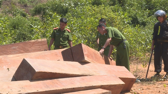 Một vụ ph&aacute; rừng tr&ecirc;n diện t&iacute;ch rừng do c&ocirc;ng ty L&acirc;m nghiệp Ea Kar quản l&yacute; bị cơ quan c&ocirc;ng an ph&aacute;t hiện