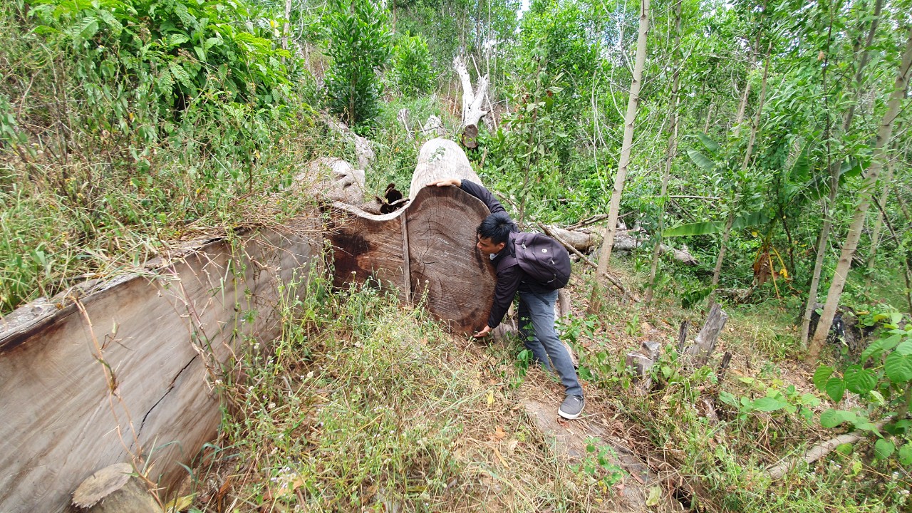 C&oacute; những gốc c&acirc;y hai người &ocirc;m kh&ocirc;ng xuể