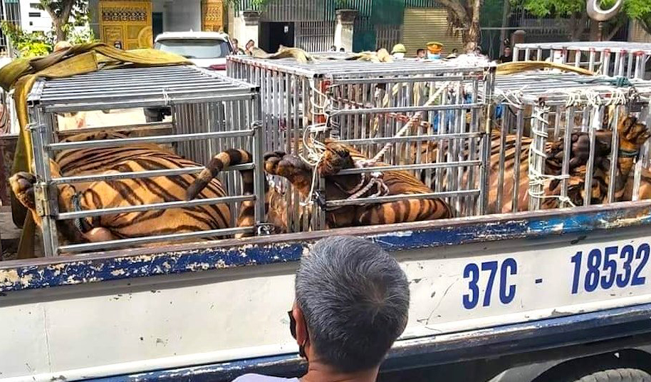 Hổ được ti&ecirc;m thuốc m&ecirc; để vận chuyển đến nơi chăm s&oacute;c mới