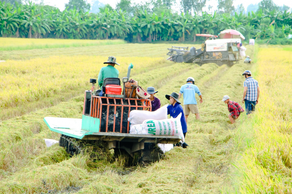 Đồng bằng s&ocirc;ng Cửu Long đang v&agrave;o m&ugrave;a thu hoạch vụ l&uacute;a h&egrave; thu, Bộ N&ocirc;ng nghiệp v&agrave; Ph&aacute;t triển n&ocirc;ng th&ocirc;n, Bộ C&ocirc;ng Thương v&agrave; c&aacute;c địa phương đang phối hợp t&igrave;m giải ph&aacute;p ti&ecirc;u thụ l&uacute;a gạo - Ảnh: Từ Nh&acirc;n