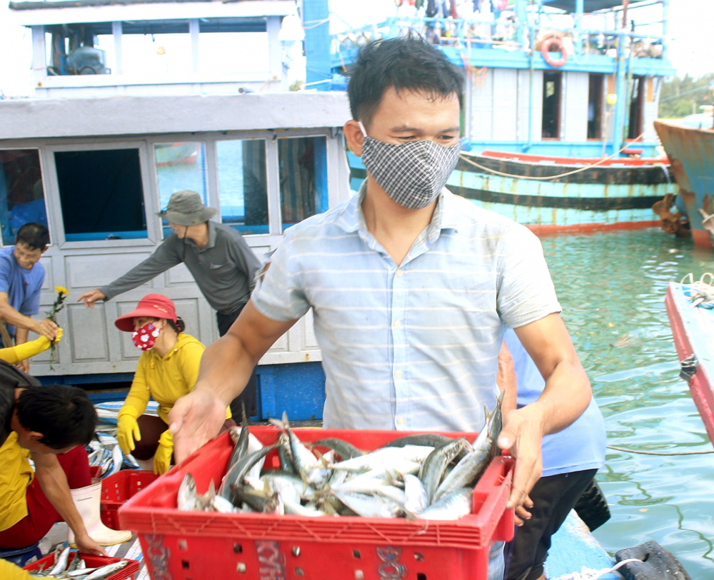 T&agrave;u c&aacute; cập cảng Kỳ H&agrave; (H.N&uacute;i Th&agrave;nh, tỉnh Quảng Nam), nhiều ngư d&acirc;n than thở v&igrave; gi&aacute; rớt th&ecirc; thảm, cuộc sống kh&oacute; khăn - ẢNH: NGUYỄN DƯƠNG