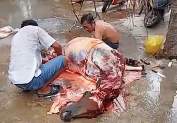 Người d&acirc;n phải xẻ thịt những con ngựa qu&aacute; ốm yếu ph&acirc;n ph&aacute;t cho b&agrave; con ch&ograve;m x&oacute;m...