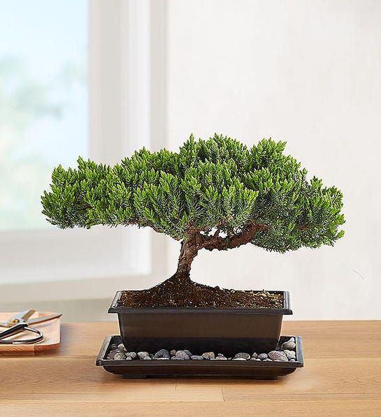 C&acirc;y bonsai Juniper n&agrave;y từ 1800flowers.com rất dễ chăm s&oacute;c v&agrave; sẽ trở th&agrave;nh phụ kiện ho&agrave;n hảo trong kh&ocirc;ng gian tối giản.