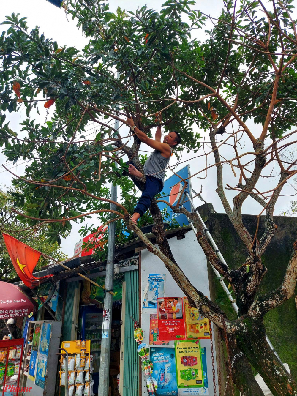  Đợt b&atilde;o hiện nay k&egrave;m lượng mưa kh&aacute; lớn, n&ecirc;n người d&acirc;n ở x&atilde; Quảng An huyện Quảng Điền đ&atilde; chủ động chặt c&acirc;y, tỉa c&agrave;nh ph&ograve;ng chống b&atilde;o số 9 c&oacute; thể đổ bộ 