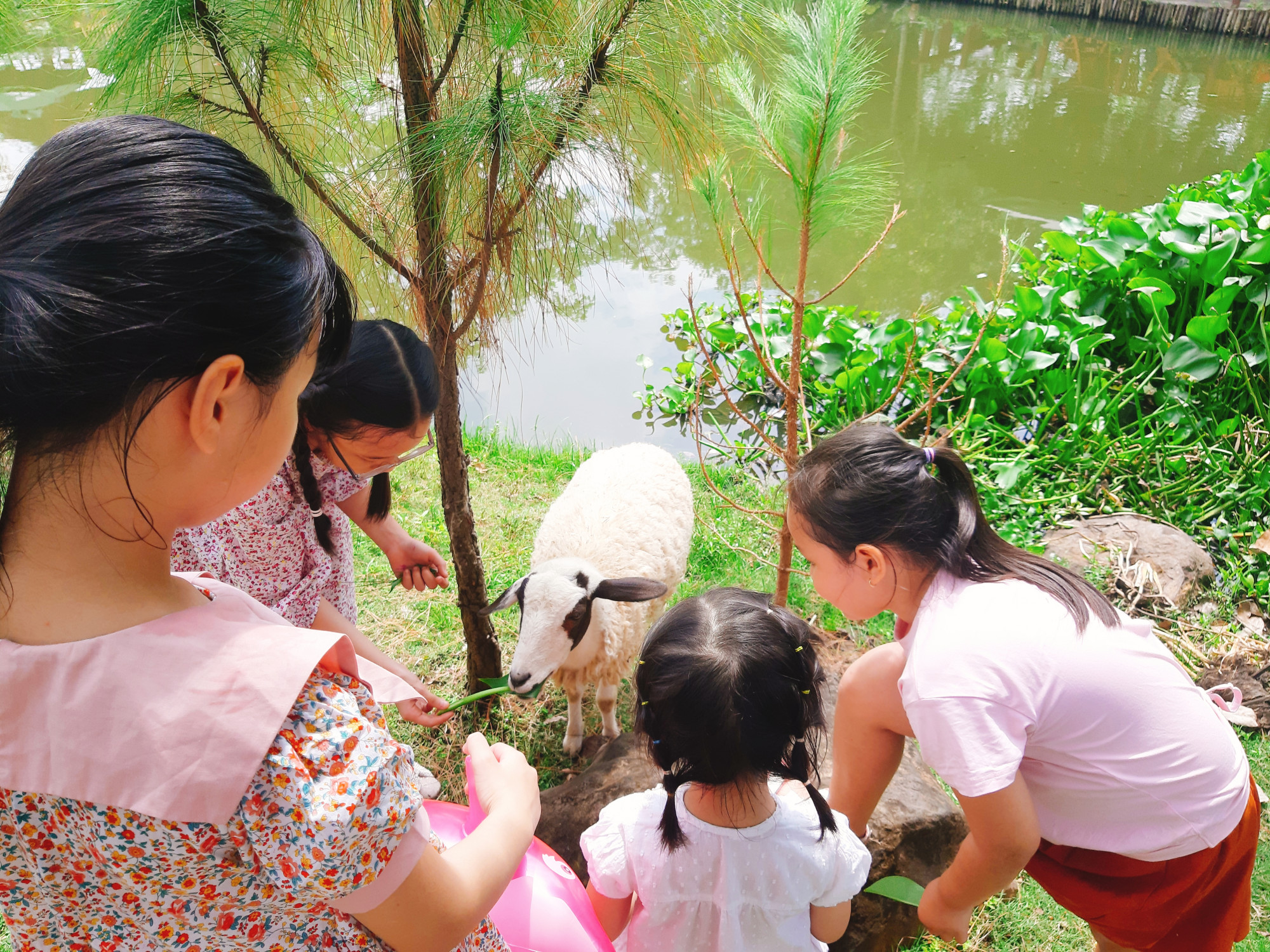 C&aacute;c em nhỏ r&acirc;́t th&iacute;ch chơi với những ch&uacute; cừu tr&ecirc;n đ&ocirc;̀i th&ocirc;ng.